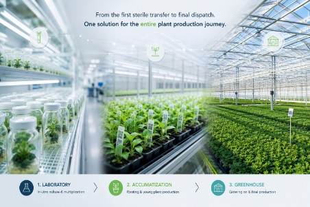 From laboratory to greenhouse: the entire plant production journey
