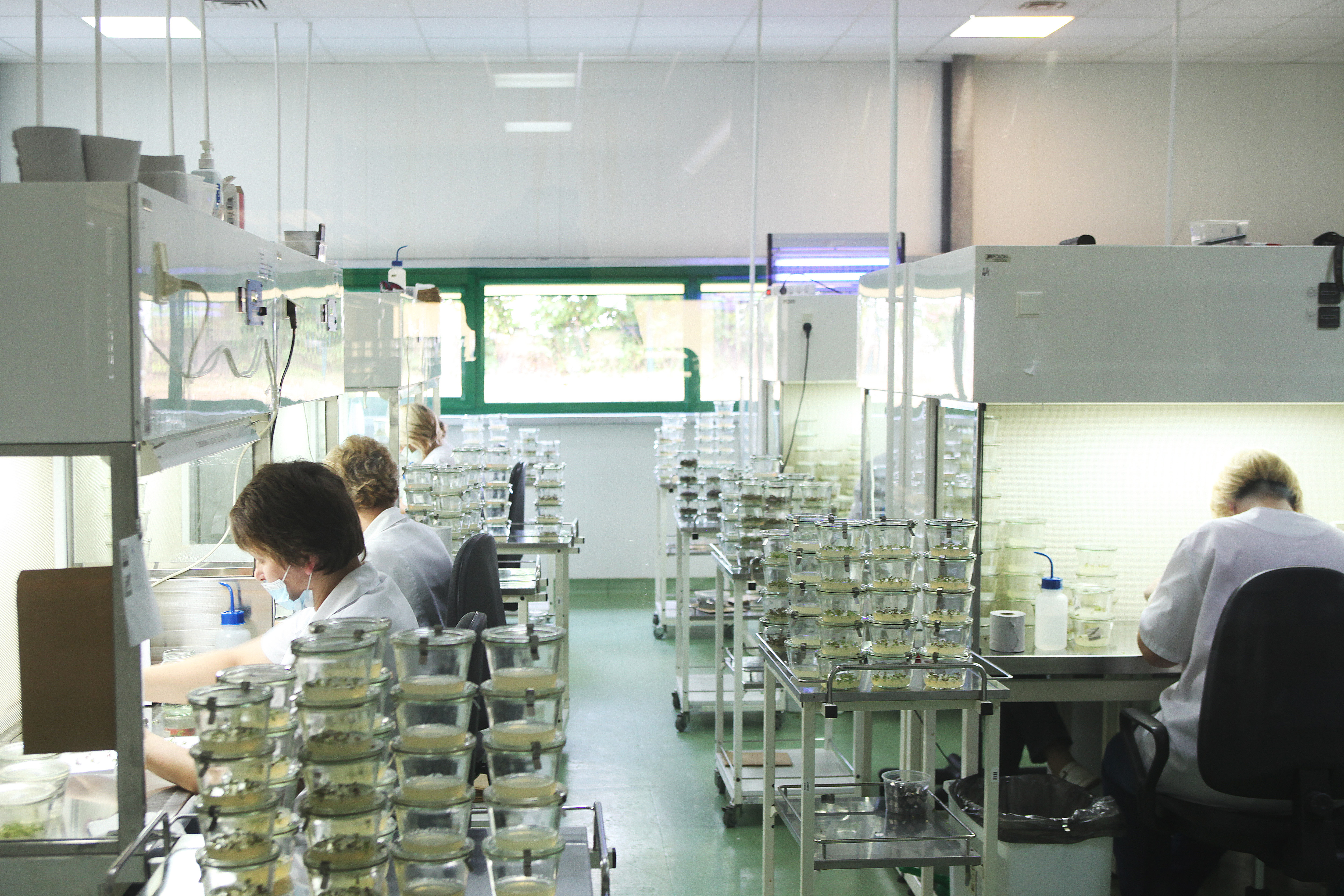 Laboratory technicians working at laminar flow benches, transferring tissue culture vessels